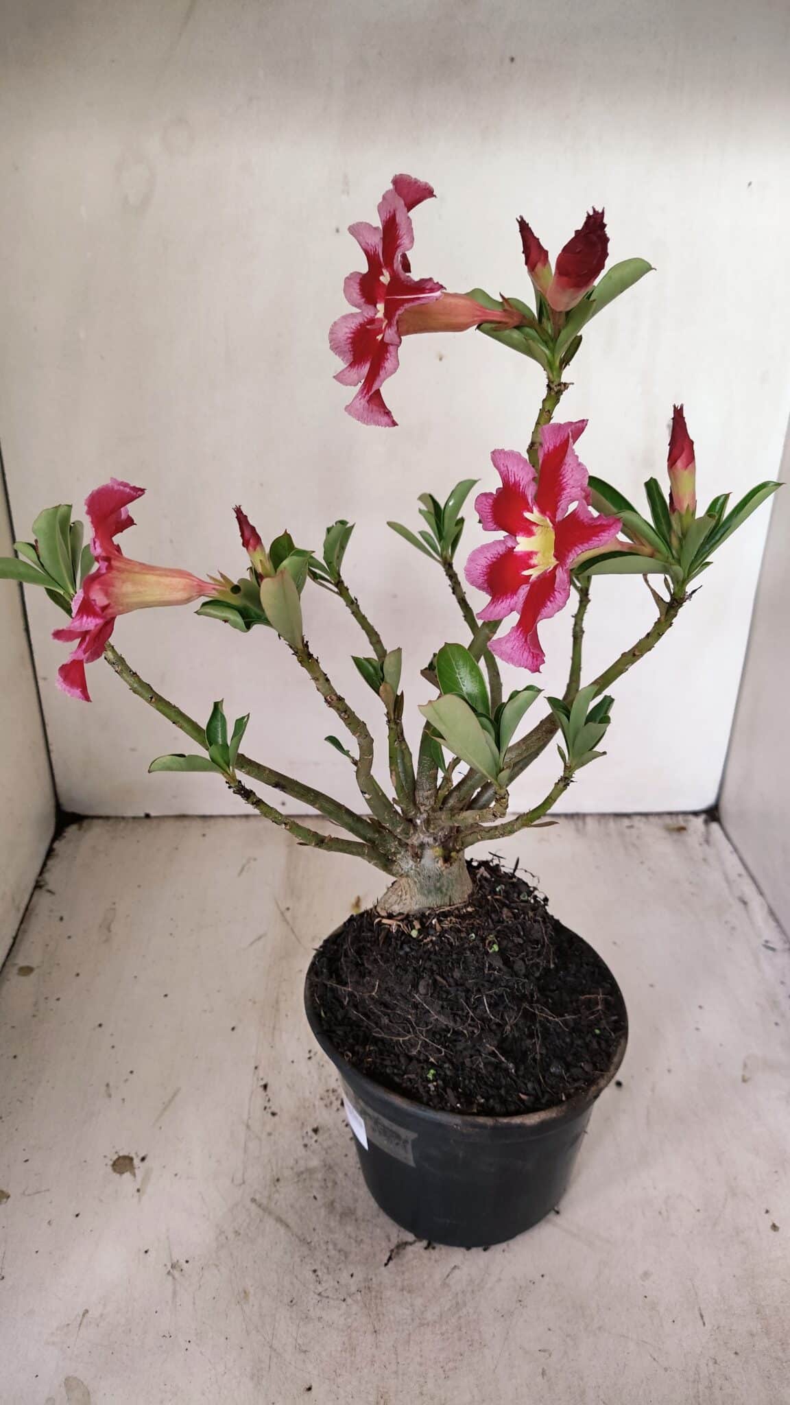 Planta Simples 3262 – 35cm – 03 anos - foto 7