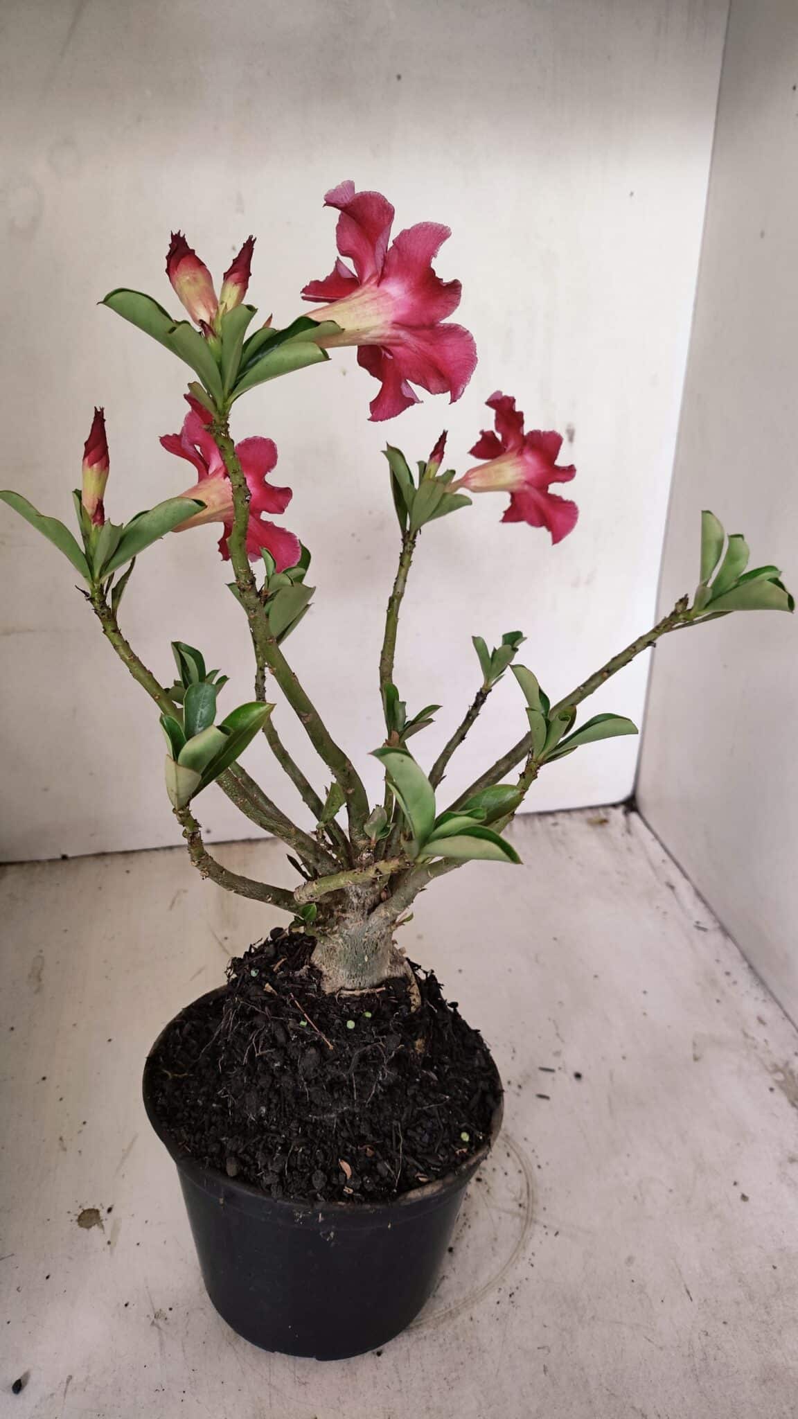 Planta Simples 3262 – 35cm – 03 anos - foto 6