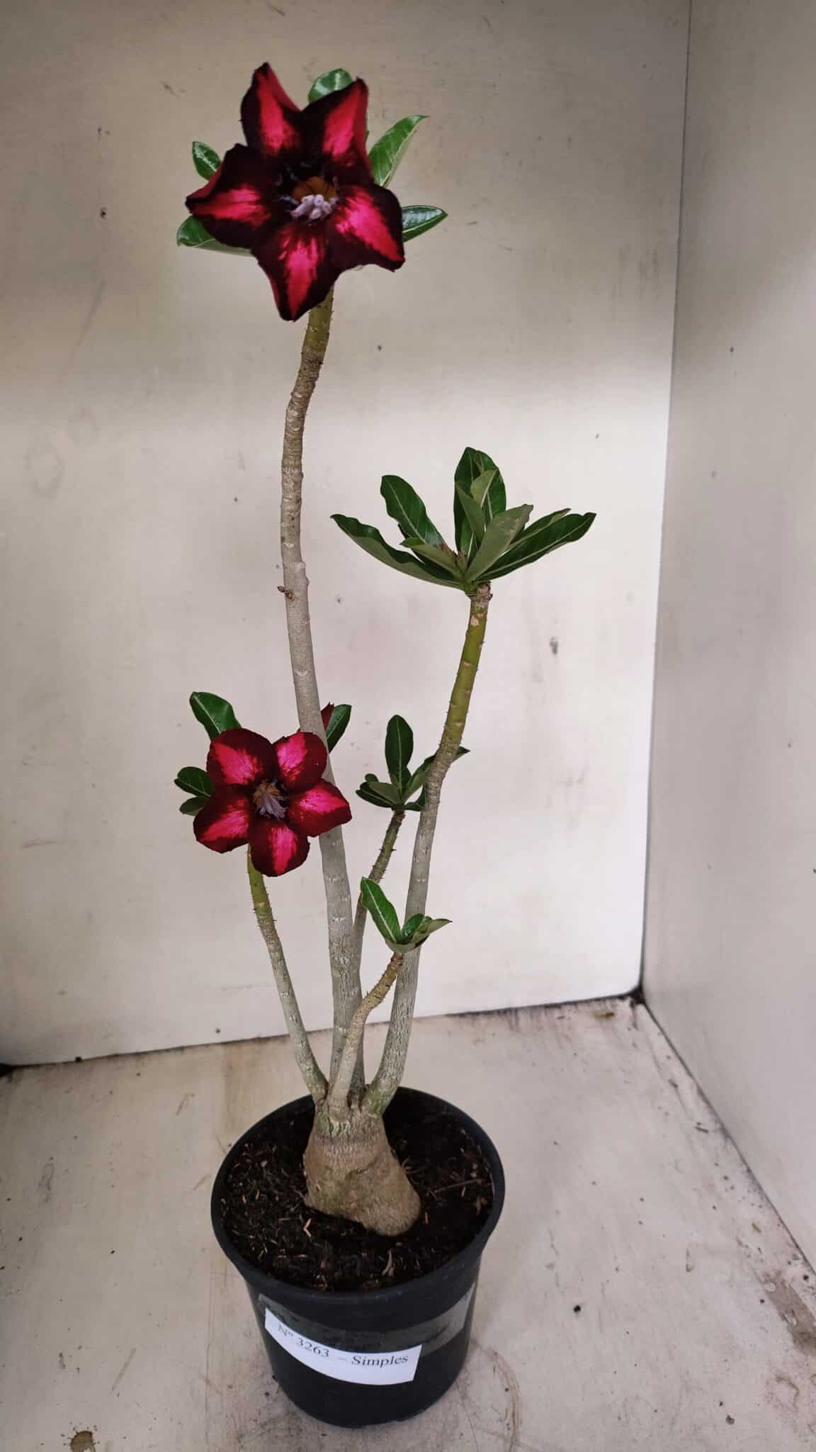 Planta Simples 3263 – 35cm – 03 anos - imagem 2