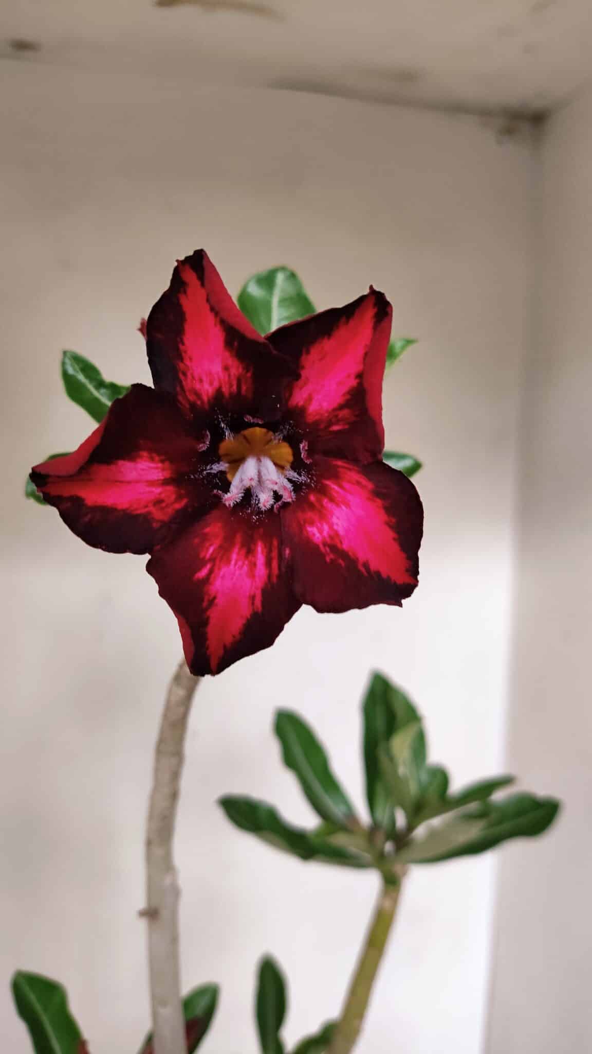 Planta Simples 3263 – 35cm – 03 anos - imagem 3