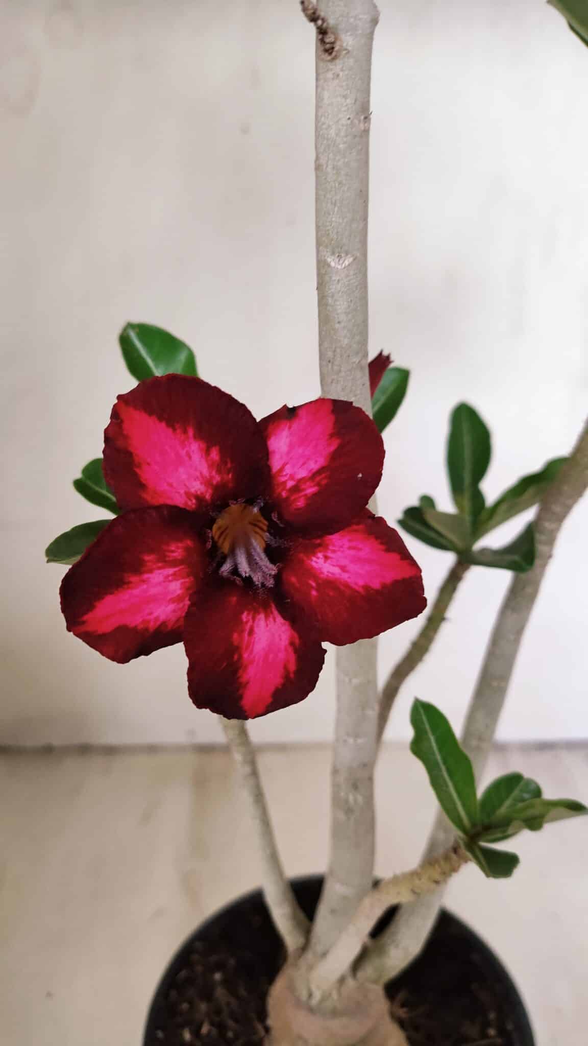 Planta Simples 3263 – 35cm – 03 anos - imagem 5