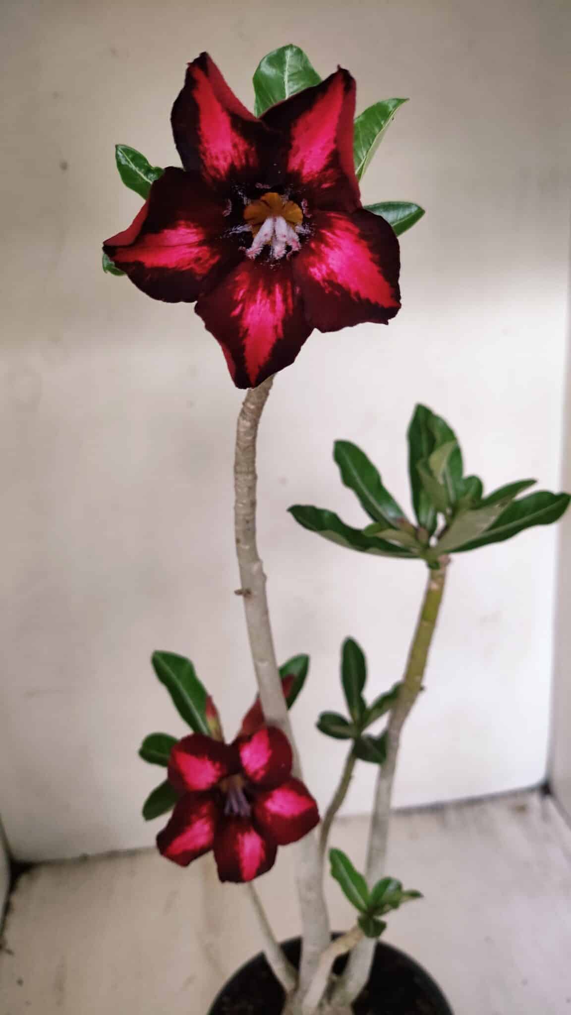 Planta Simples 3263 – 35cm – 03 anos - imagem 4