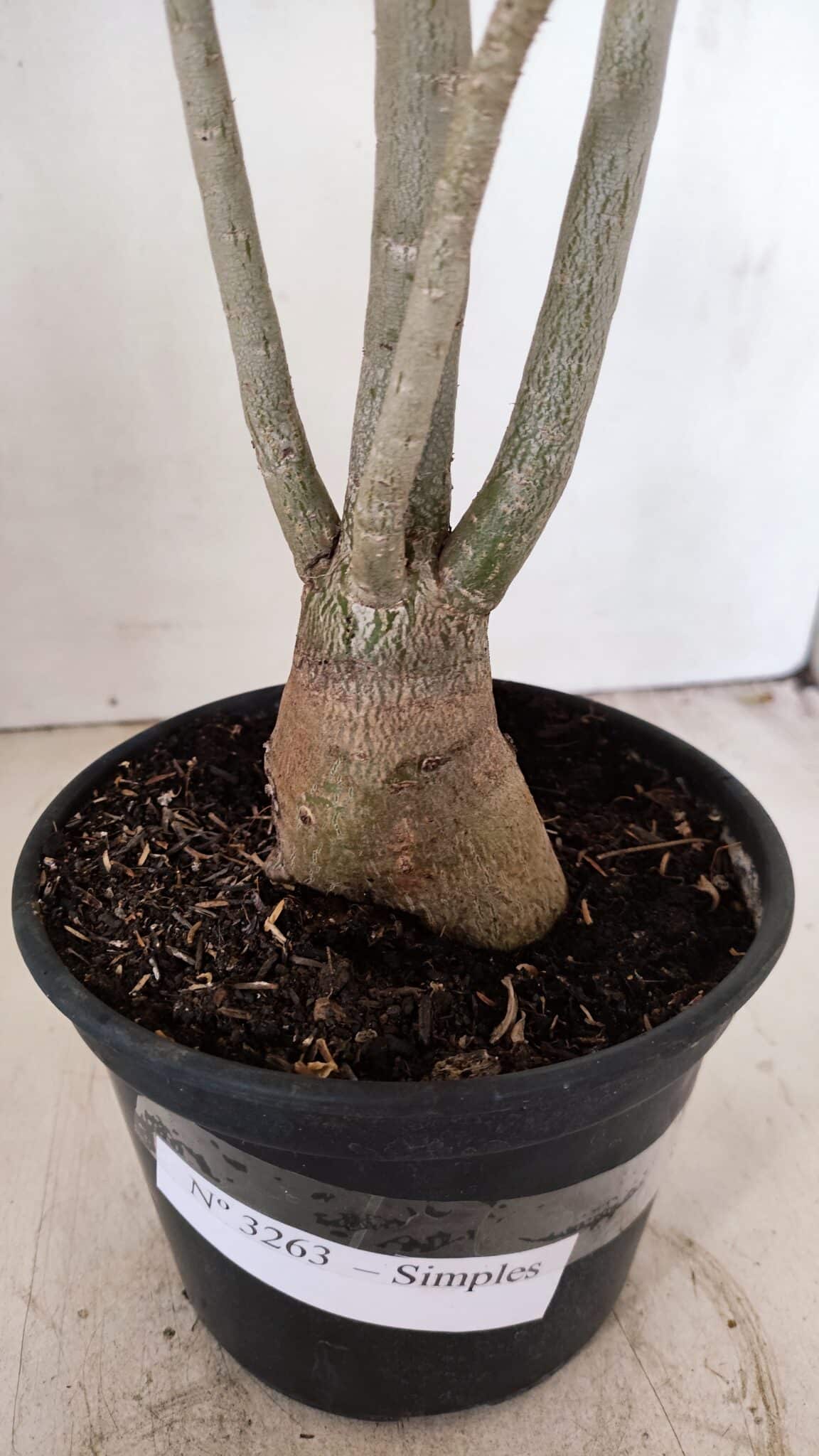 Planta Simples 3263 – 35cm – 03 anos - imagem 10
