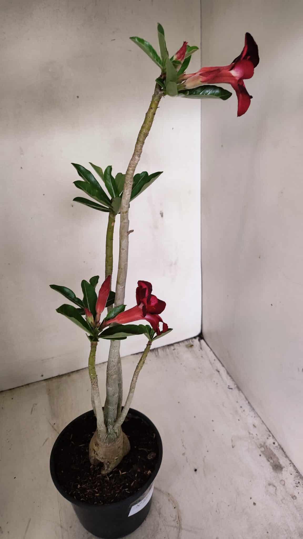 Planta Simples 3263 – 35cm – 03 anos - imagem 9