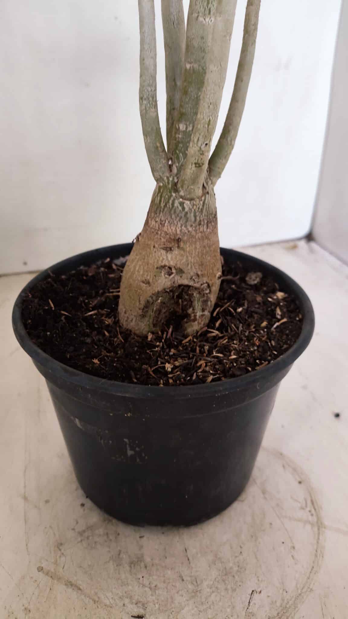 Planta Simples 3263 – 35cm – 03 anos - imagem 8