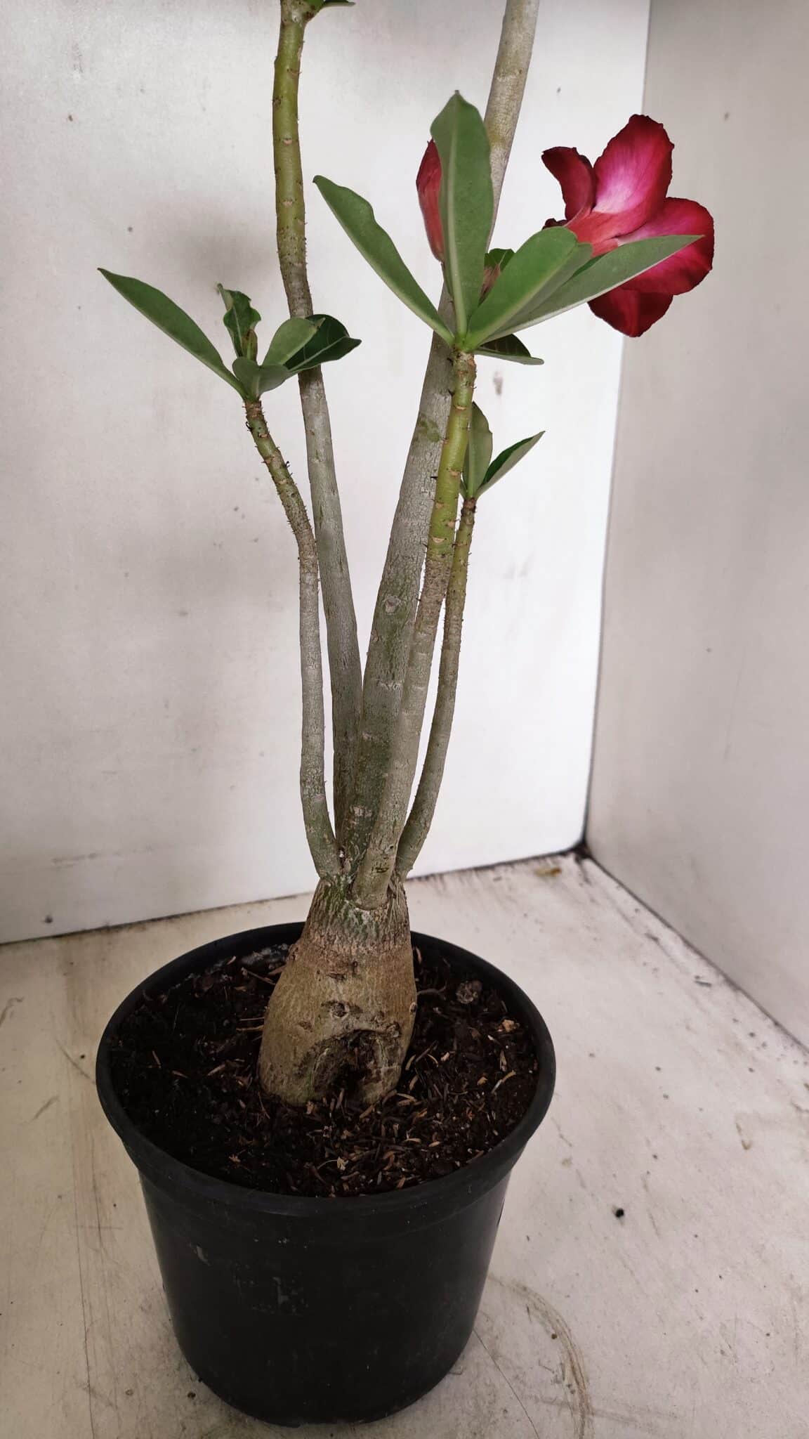 Planta Simples 3263 – 35cm – 03 anos - imagem 7