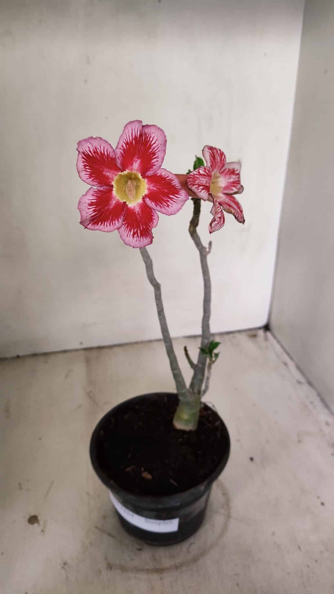 Planta Simples 3264 – 30cm – 02 anos - foto 2