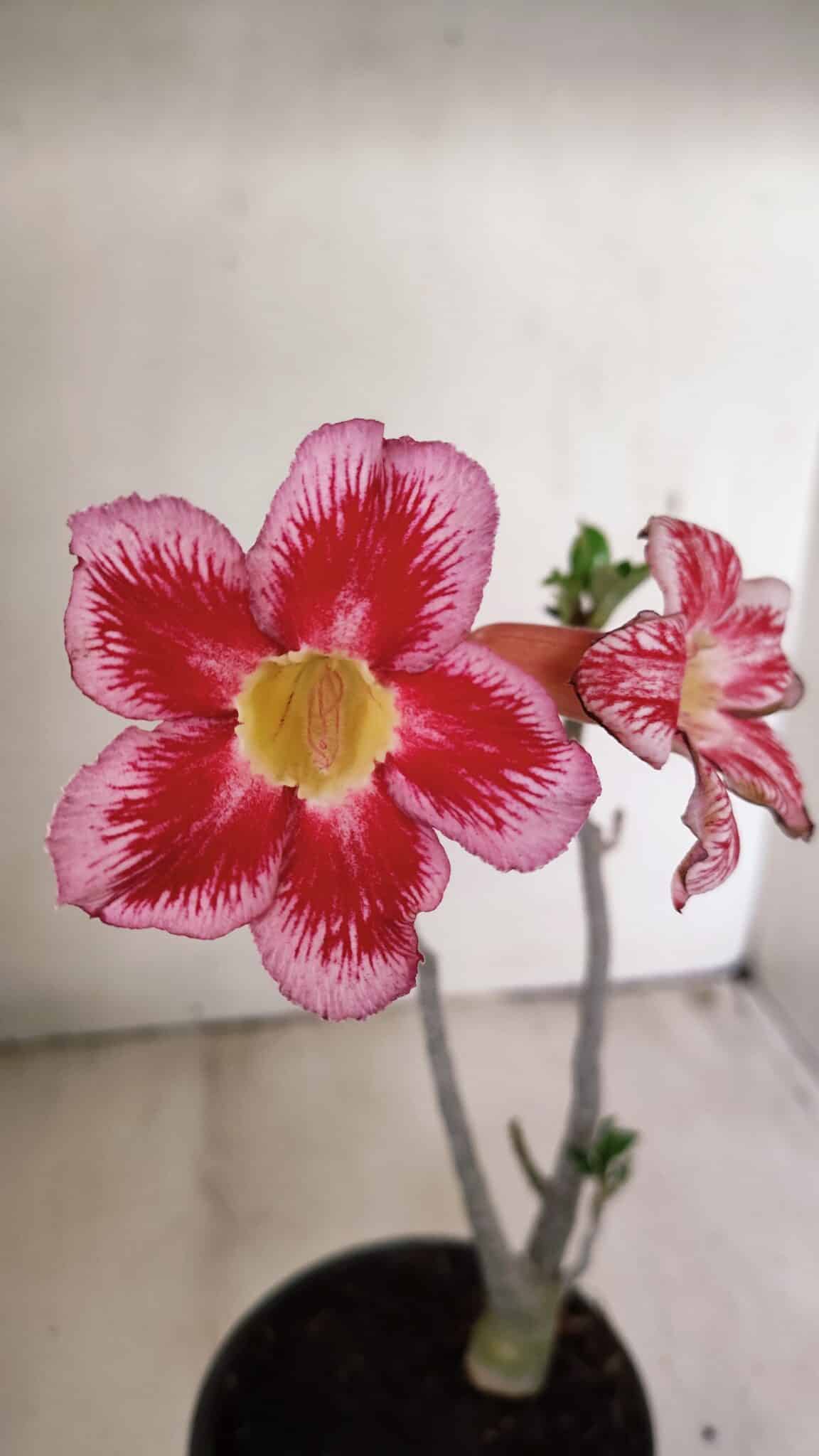 Planta Simples 3264 – 30cm – 02 anos - foto 3