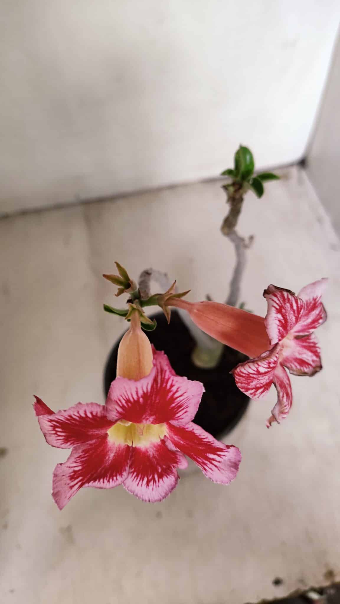 Planta Simples 3264 – 30cm – 02 anos - foto 4