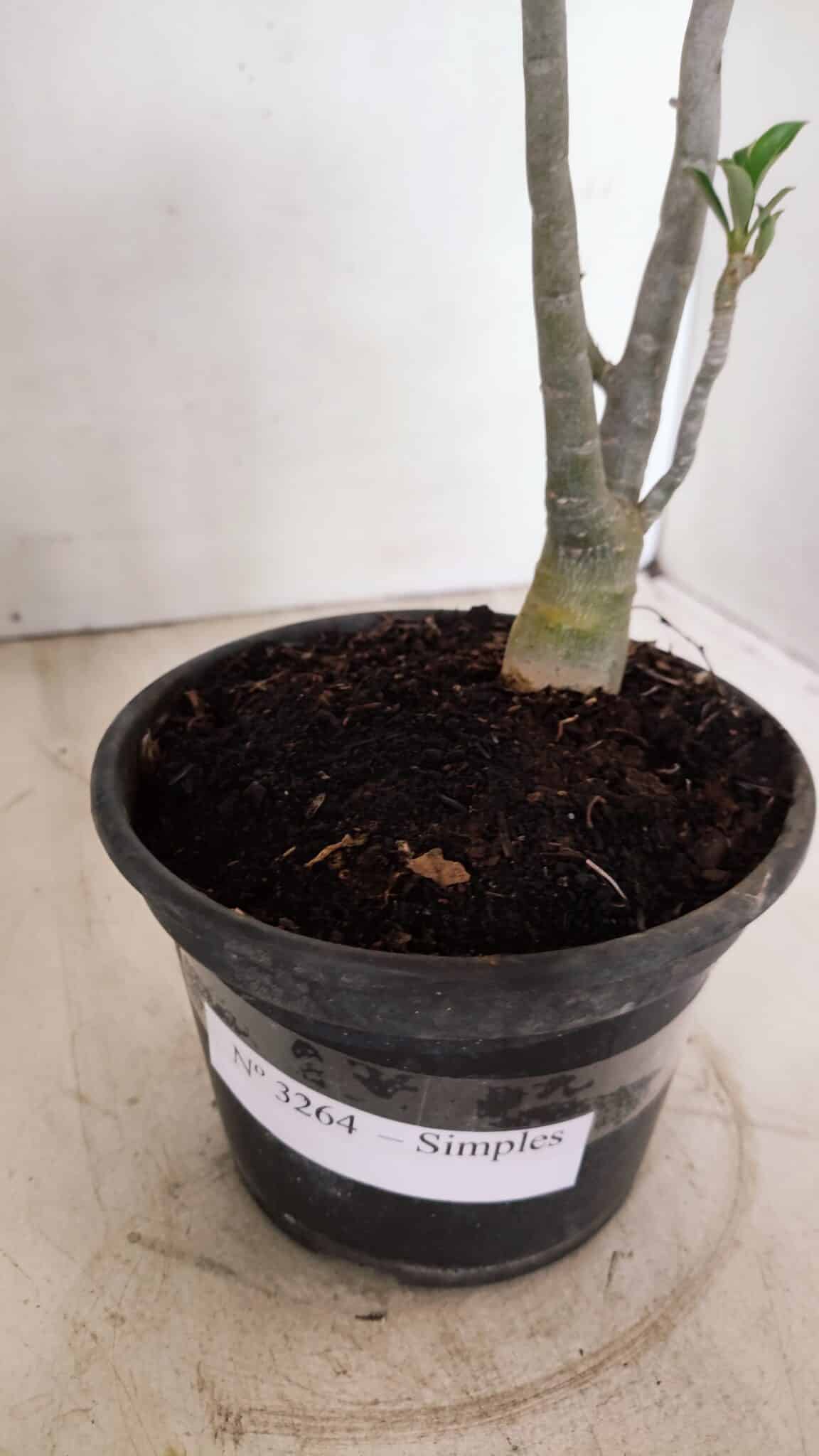Planta Simples 3264 – 30cm – 02 anos - foto 6
