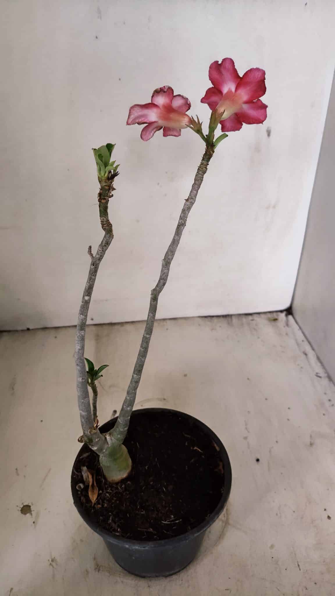 Planta Simples 3264 – 30cm – 02 anos - foto 5
