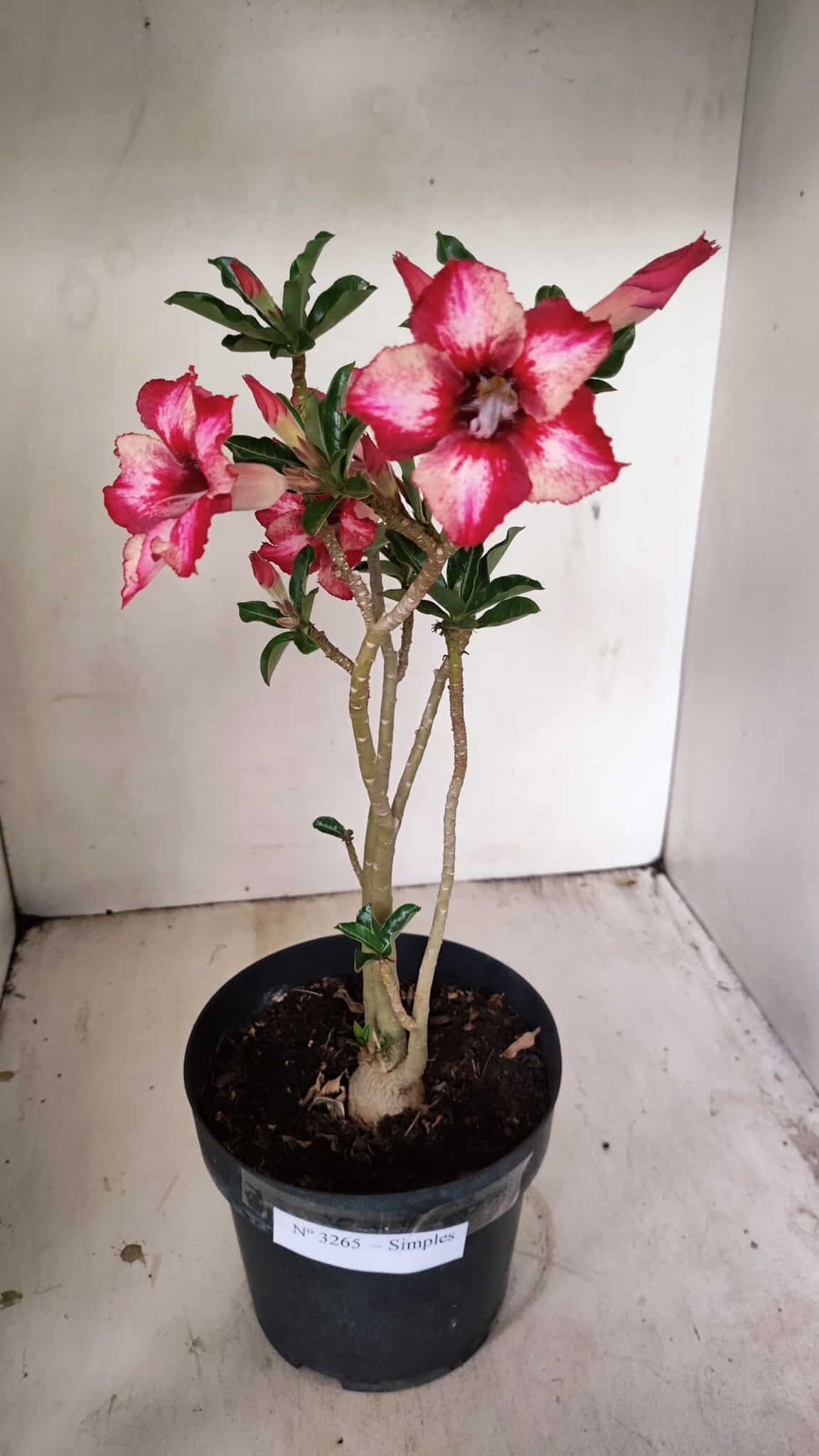 Planta Simples 3265 – 40cm – 03 anos - foto 2