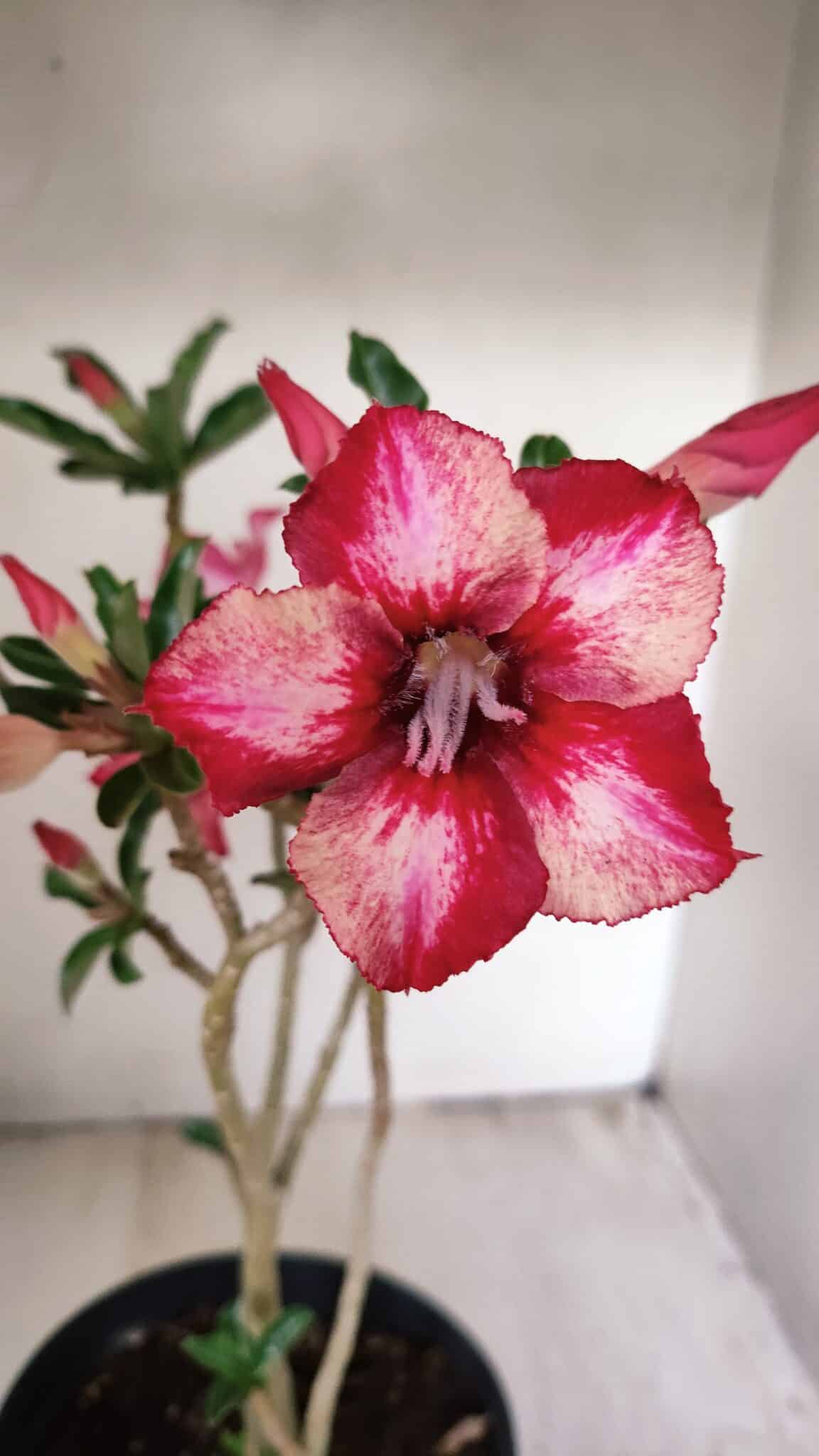 Planta Simples 3265 – 40cm – 03 anos - foto 3