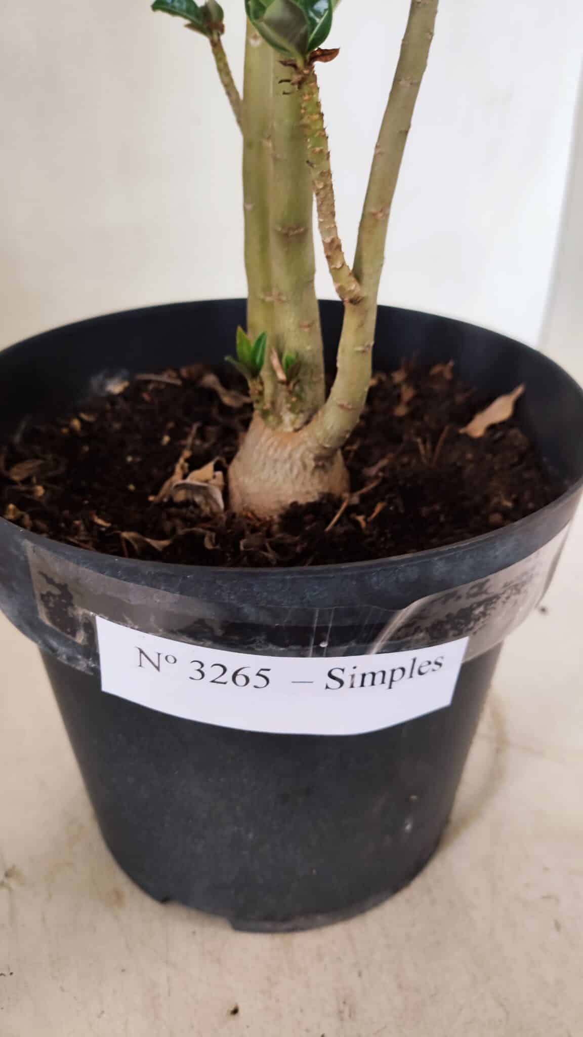 Planta Simples 3265 – 40cm – 03 anos - foto 5