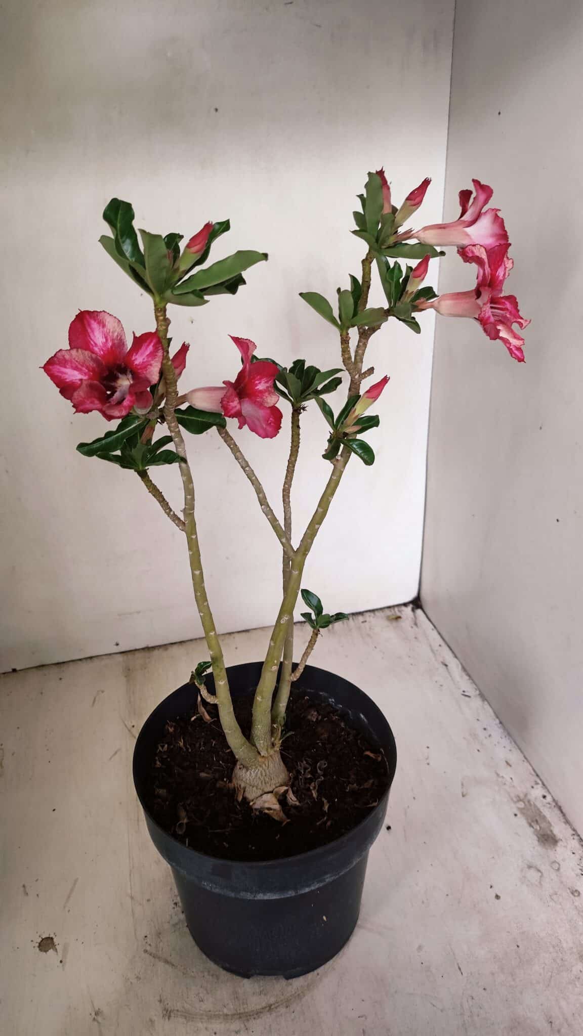 Planta Simples 3265 – 40cm – 03 anos - foto 4