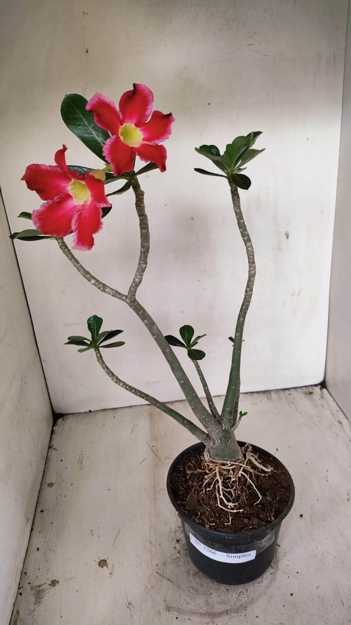 Planta Simples 3266 – 40cm – 03 anos - foto 2