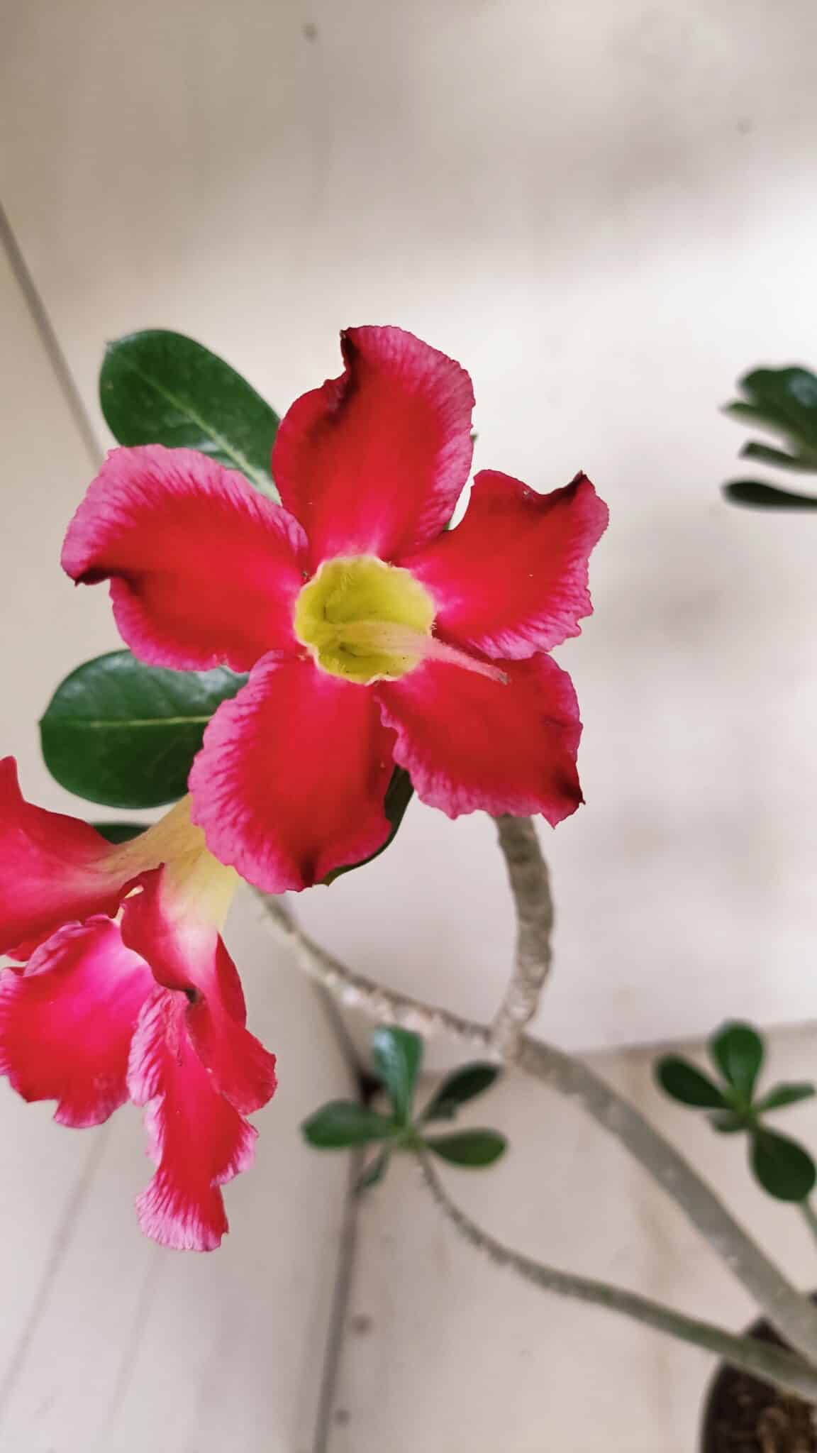 Planta Simples 3266 – 40cm – 03 anos - foto 3