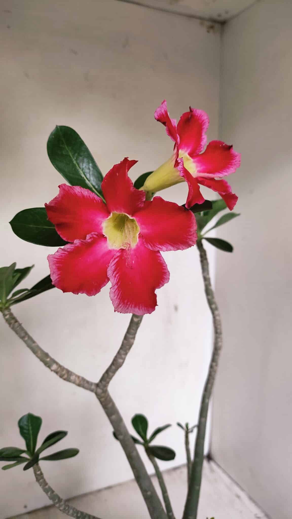 Planta Simples 3266 – 40cm – 03 anos - foto 4