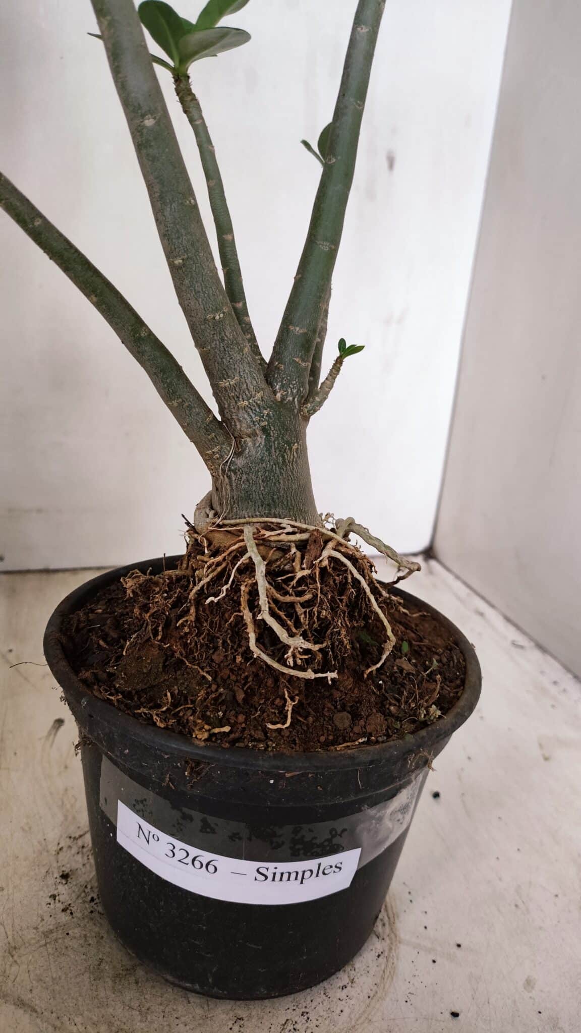 Planta Simples 3266 – 40cm – 03 anos - foto 8