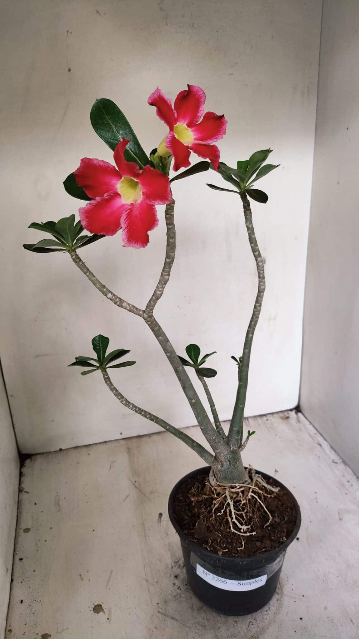 Planta Simples 3266 – 40cm – 03 anos - foto 7