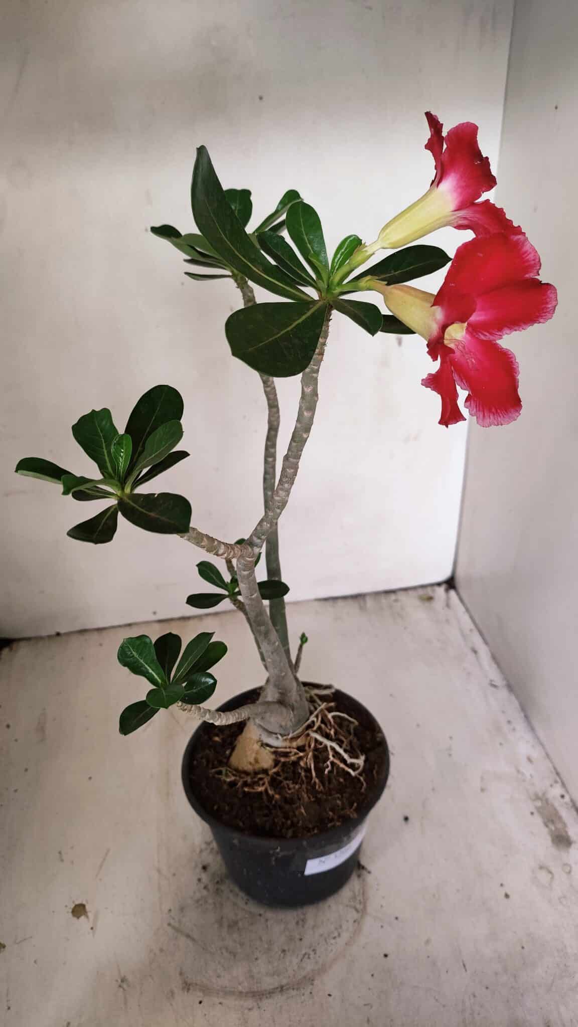 Planta Simples 3266 – 40cm – 03 anos - foto 6