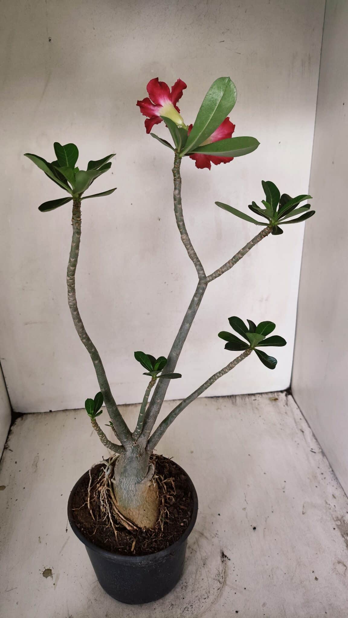Planta Simples 3266 – 40cm – 03 anos - foto 5