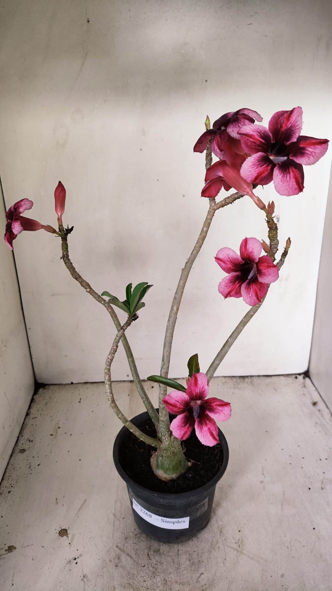 Planta Simples 3268 – 35cm – 03 anos - foto 2