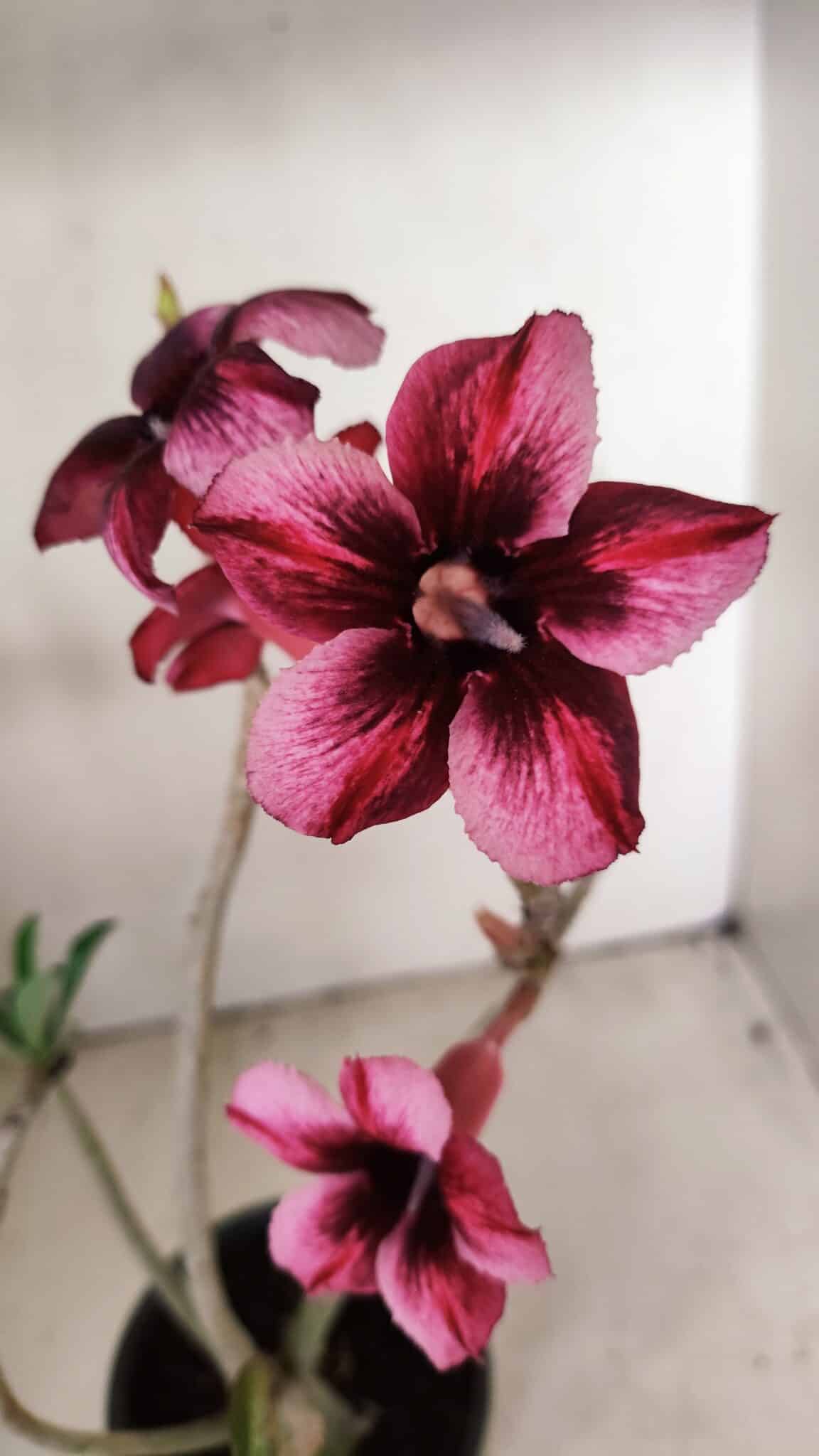 Planta Simples 3268 – 35cm – 03 anos - foto 4