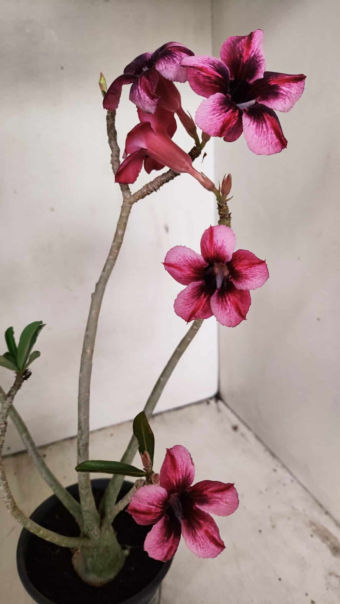 Planta Simples 3268 – 35cm – 03 anos - foto 9