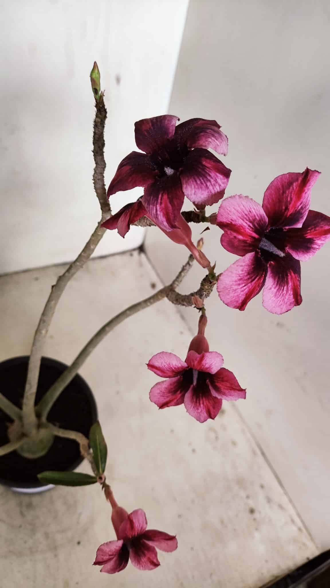 Planta Simples 3268 – 35cm – 03 anos - foto 5