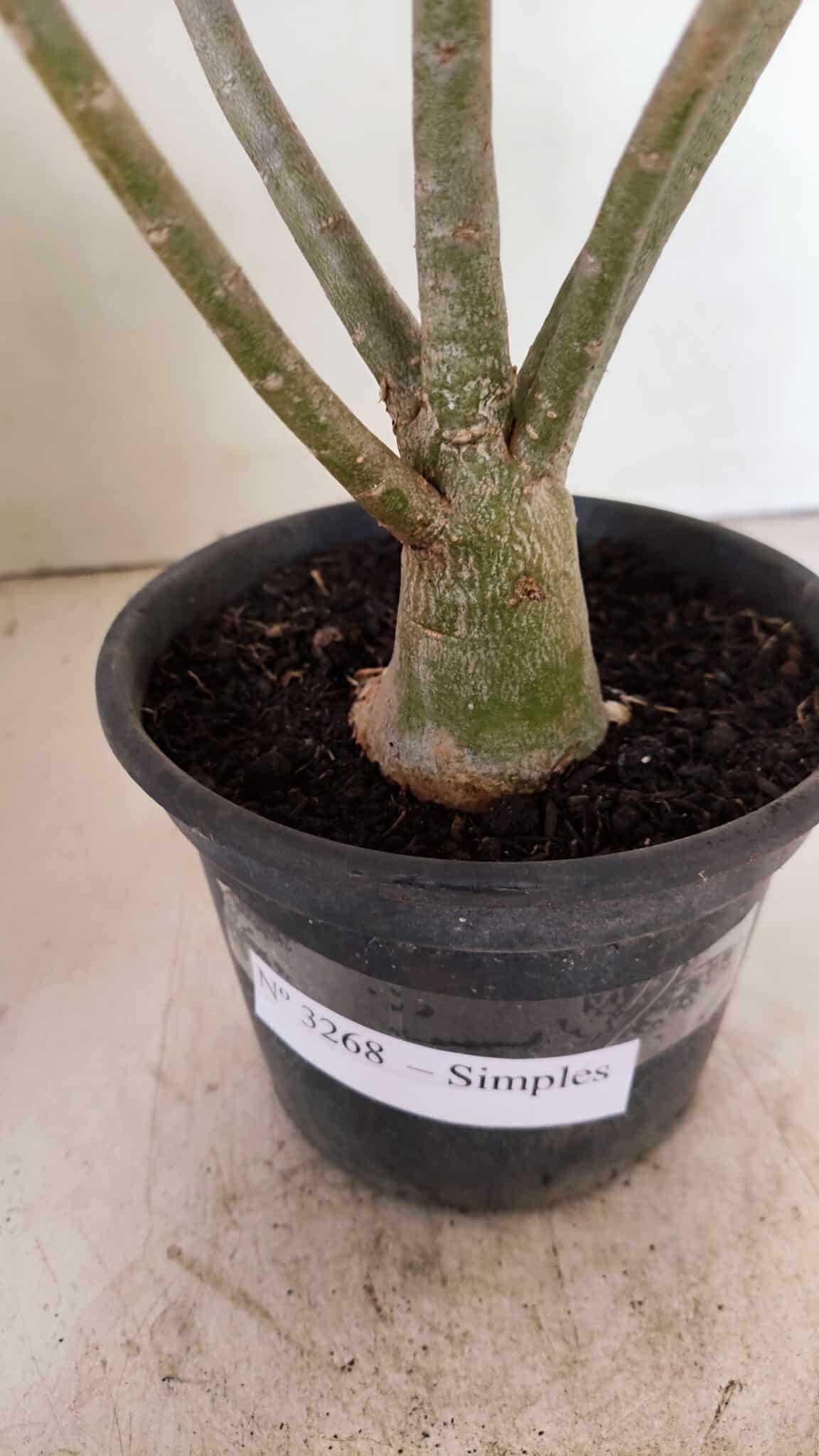Planta Simples 3268 – 35cm – 03 anos - foto 8
