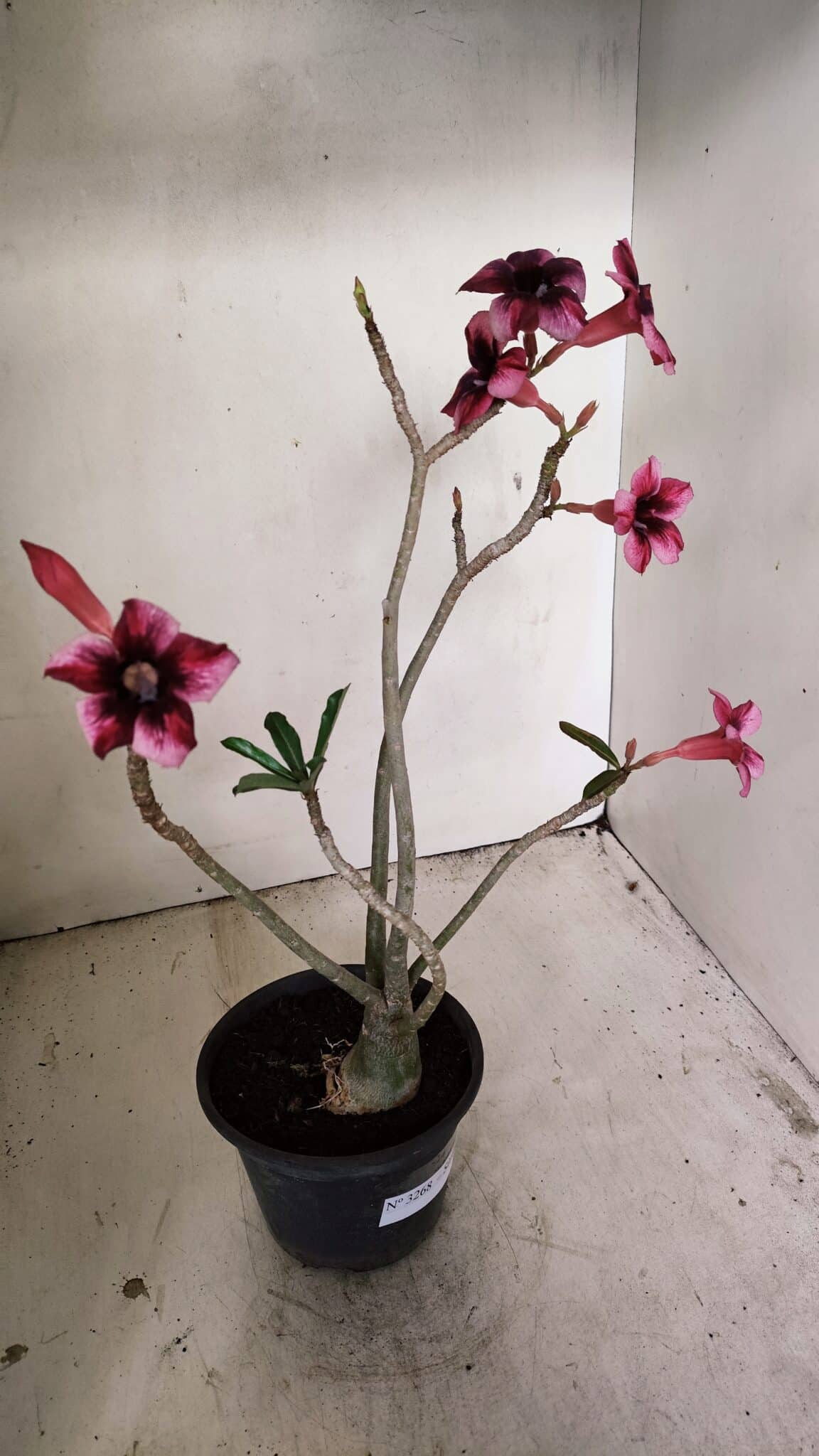 Planta Simples 3268 – 35cm – 03 anos - foto 7