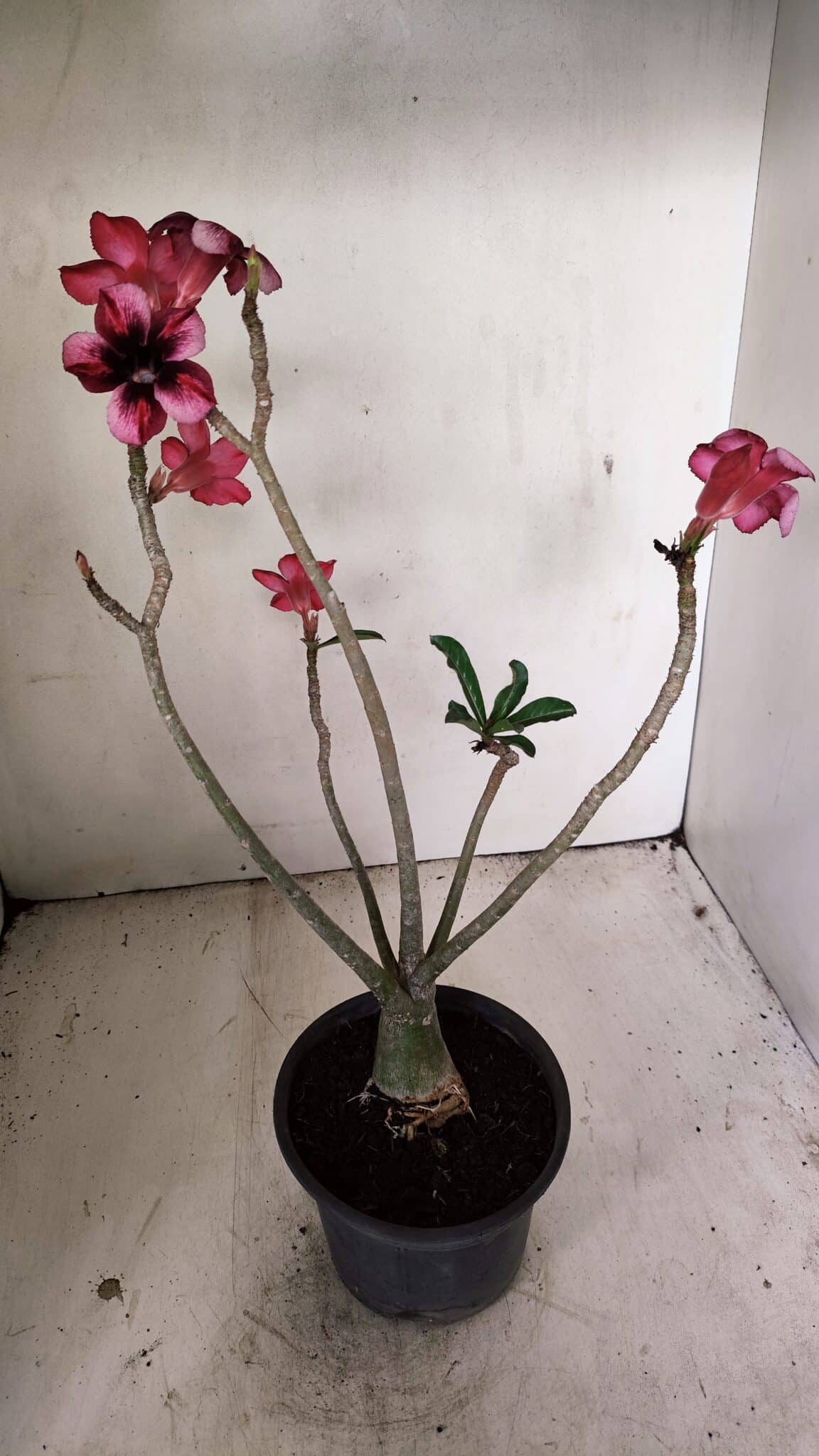 Planta Simples 3268 – 35cm – 03 anos - foto 6