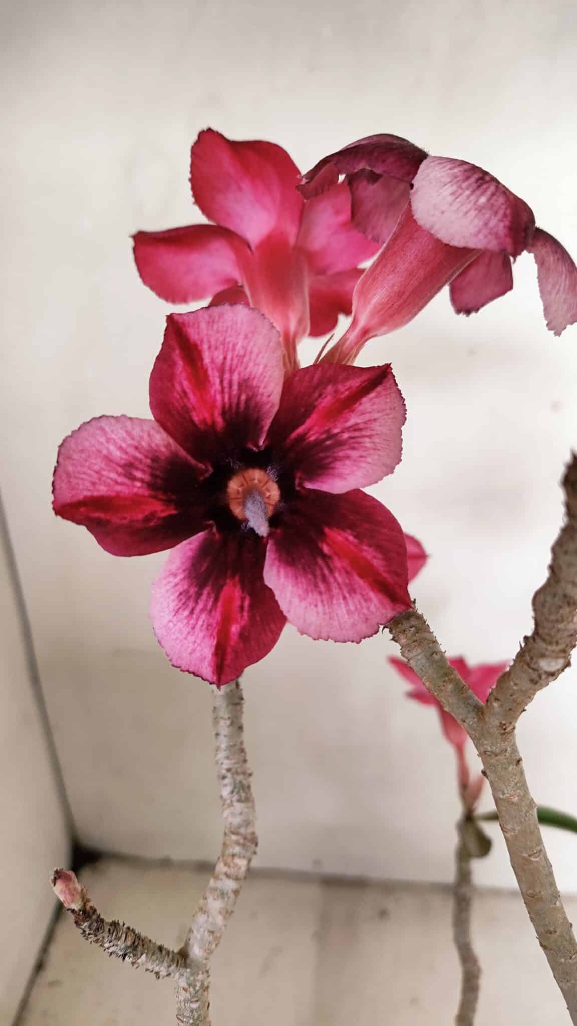 Planta Simples 3268 – 35cm – 03 anos - foto 3