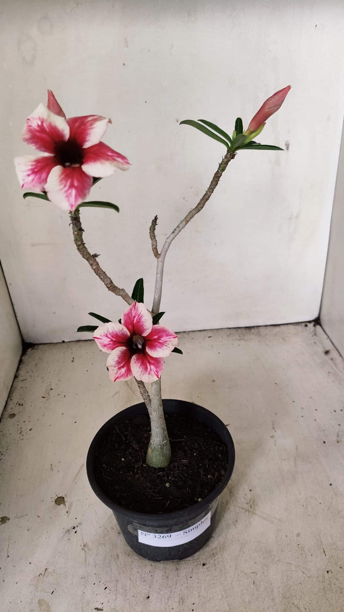 Planta Simples 3269 – 30cm – 02 anos - foto 2