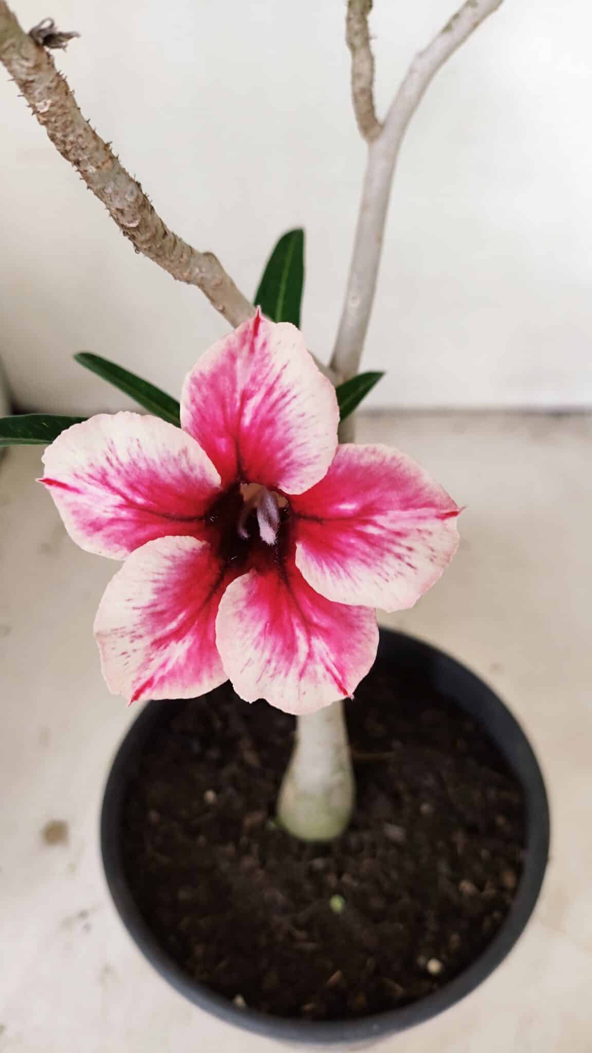 Planta Simples 3269 – 30cm – 02 anos - foto 3