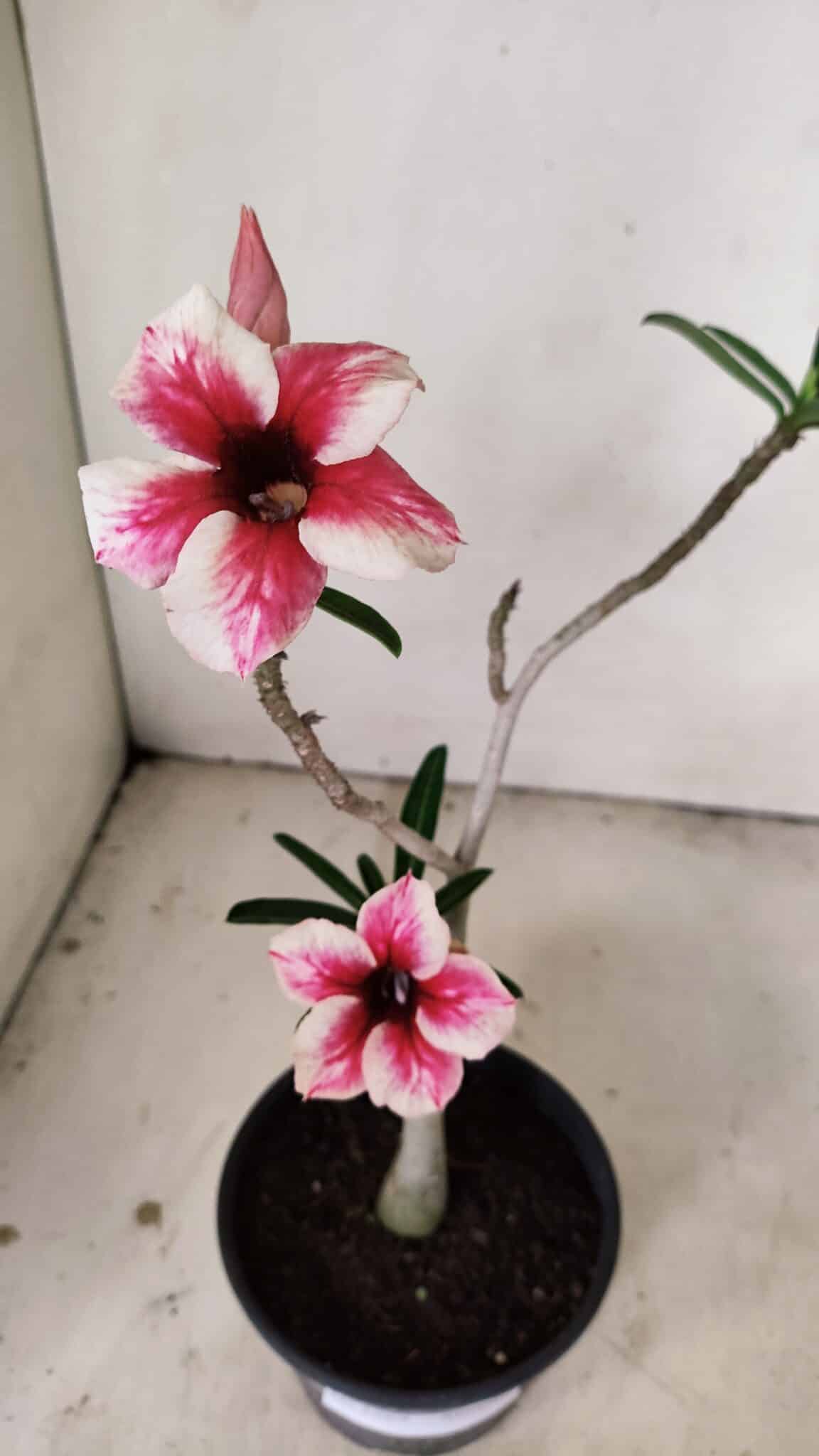 Planta Simples 3269 – 30cm – 02 anos - foto 4
