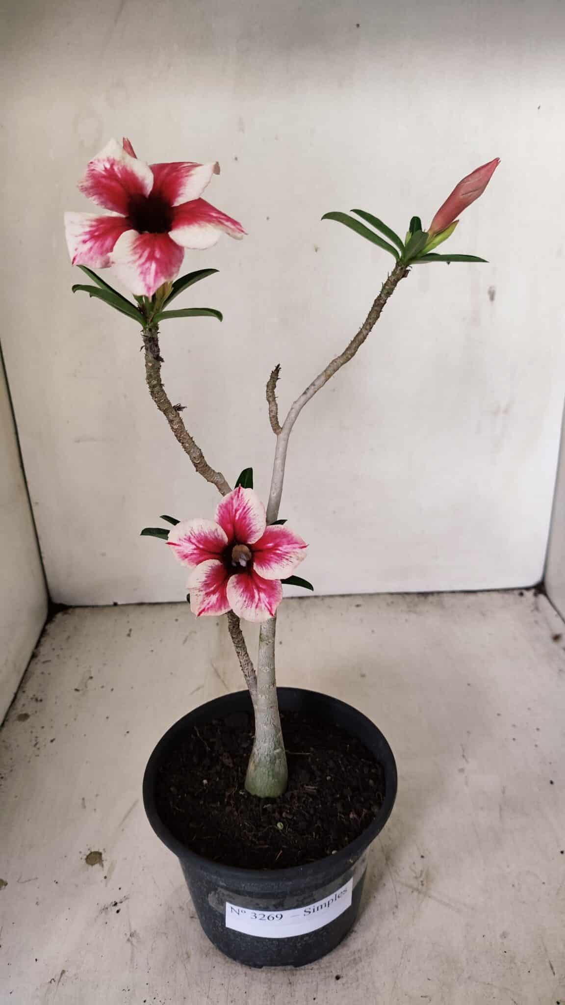 Planta Simples 3269 – 30cm – 02 anos - foto 5