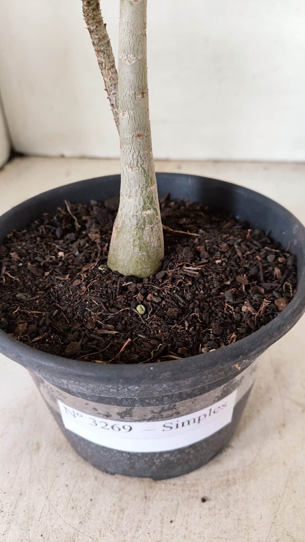 Planta Simples 3269 – 30cm – 02 anos - foto 8