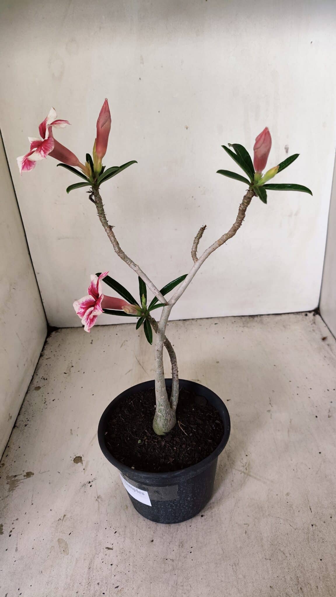 Planta Simples 3269 – 30cm – 02 anos - foto 7