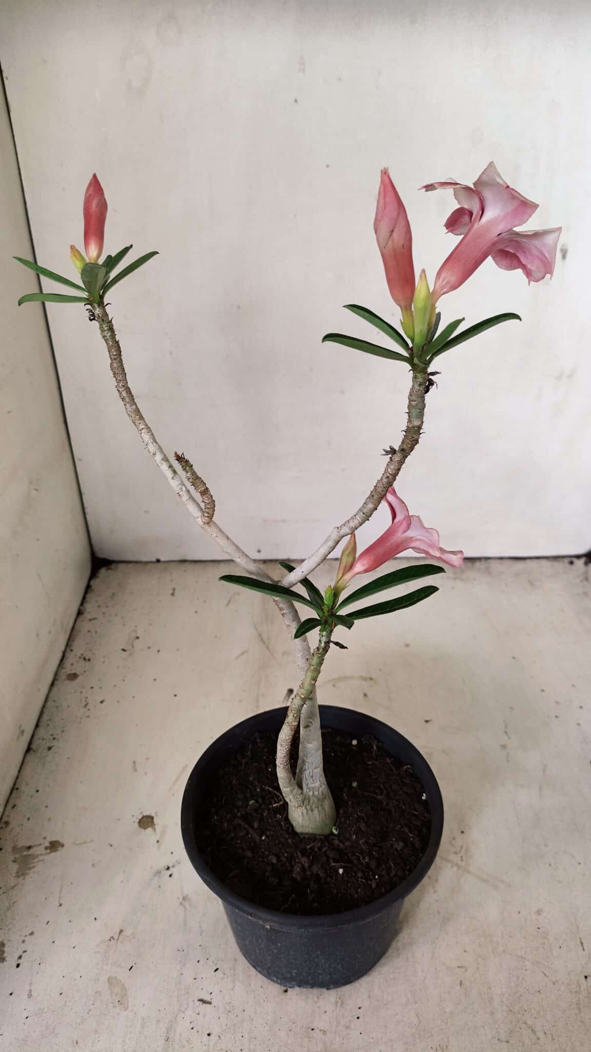 Planta Simples 3269 – 30cm – 02 anos - foto 6