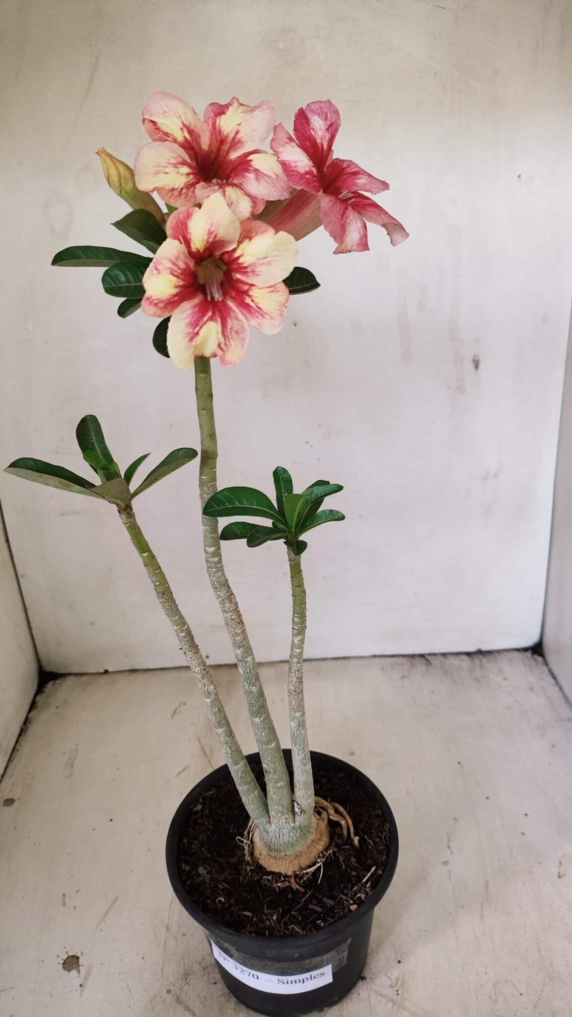 Planta Simples 3270 – 35cm – 03 anos - foto 2