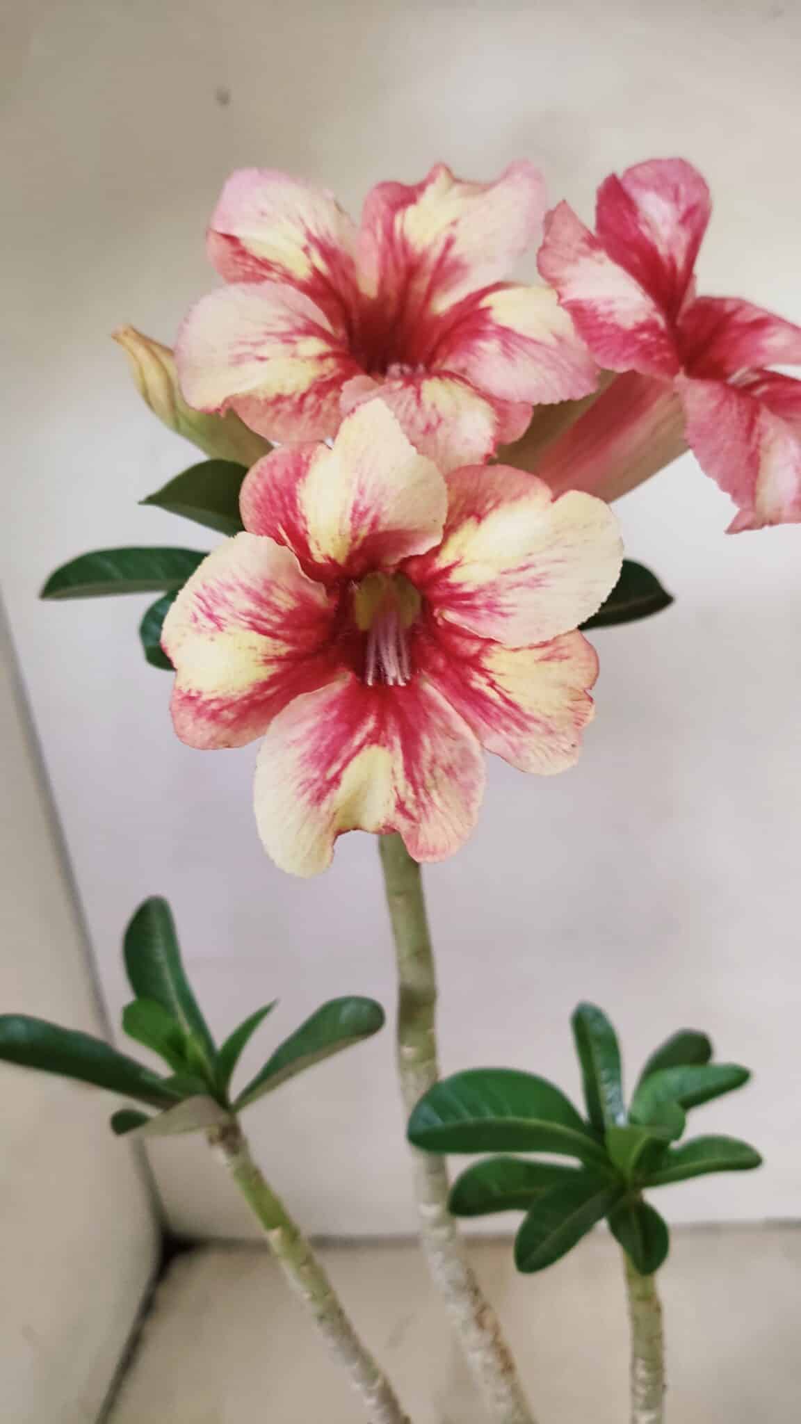 Planta Simples 3270 – 35cm – 03 anos - foto 4
