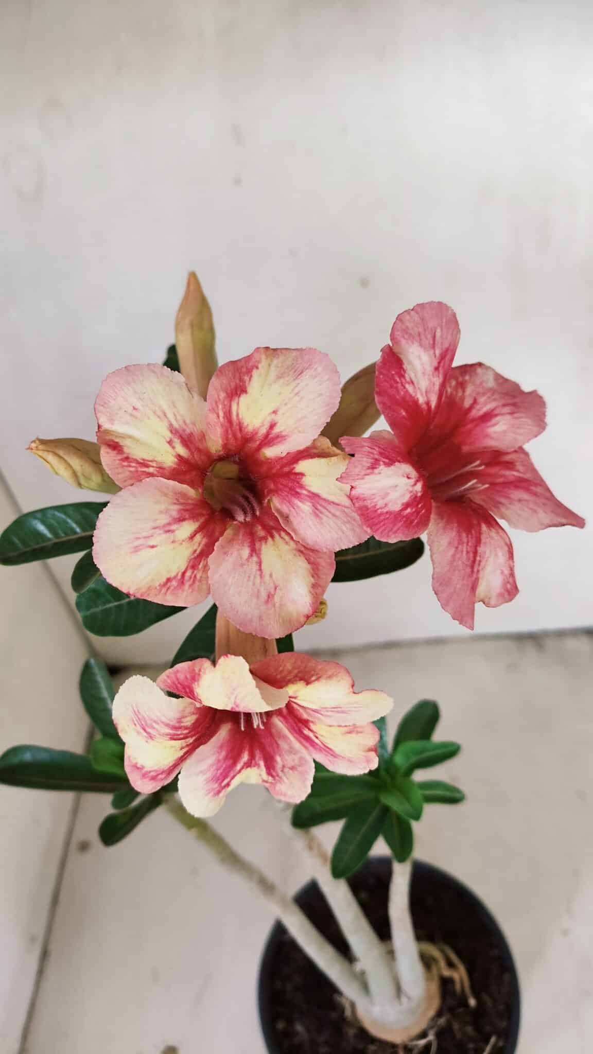 Planta Simples 3270 – 35cm – 03 anos - foto 3