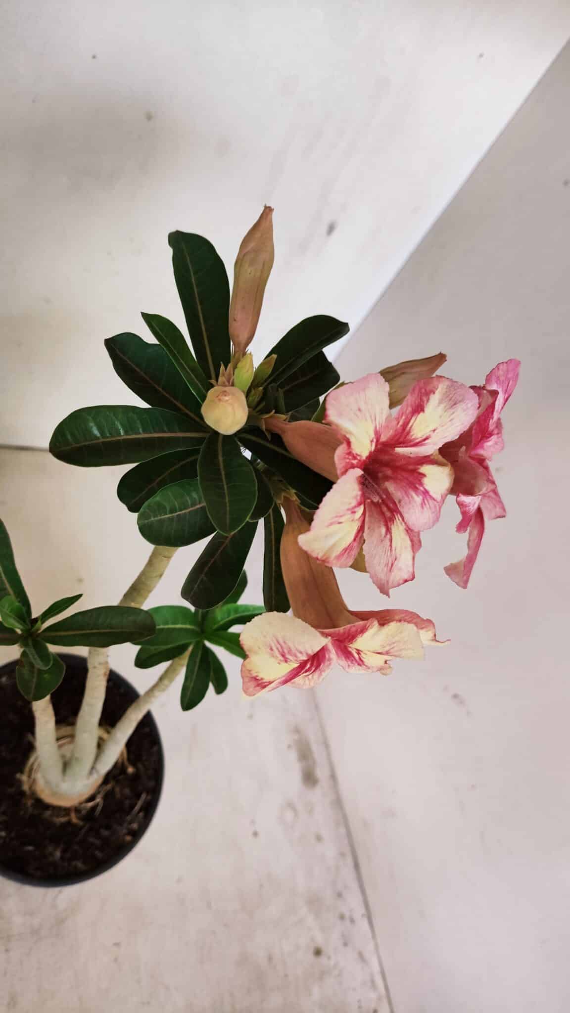 Planta Simples 3270 – 35cm – 03 anos - foto 5