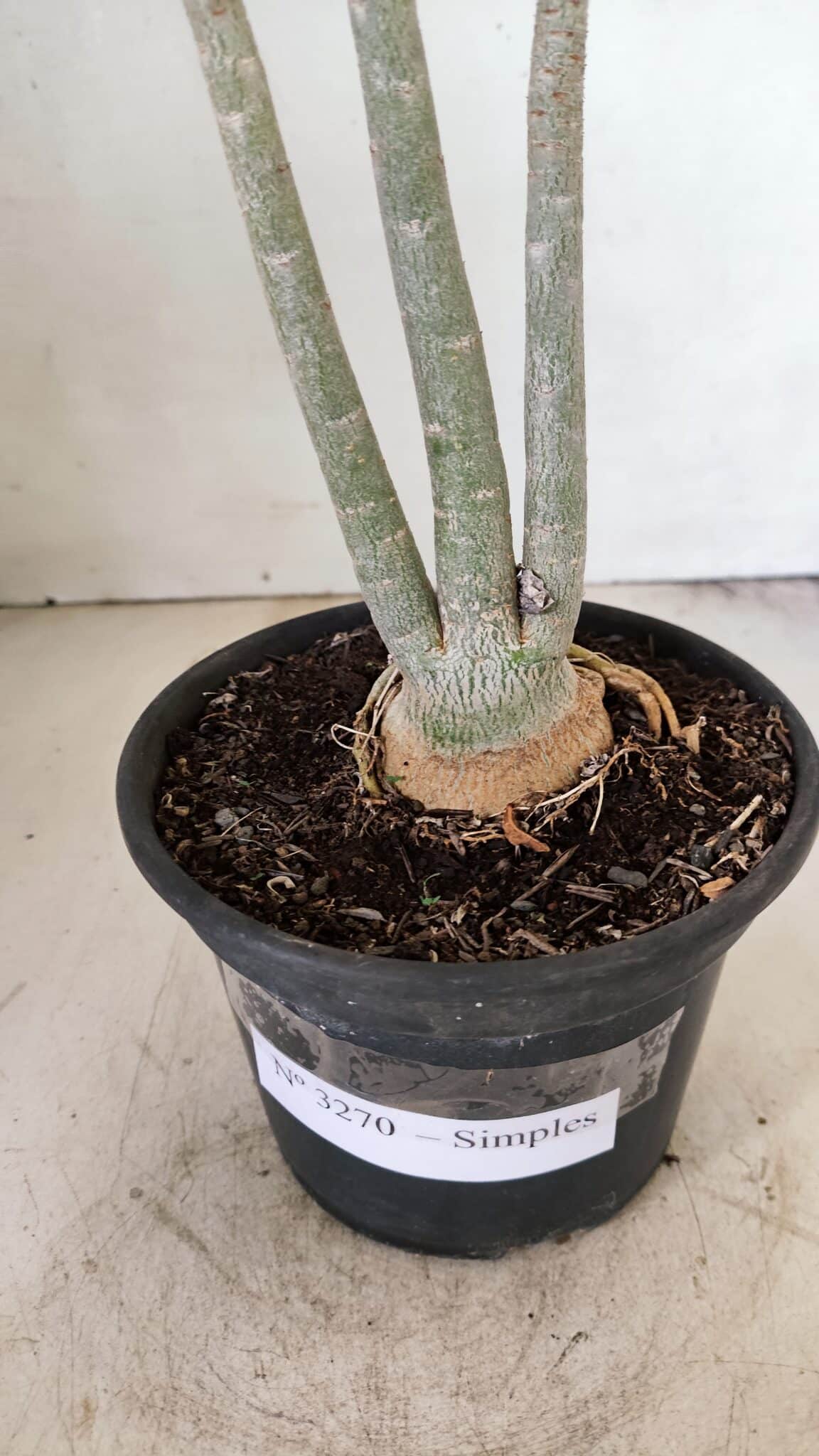 Planta Simples 3270 – 35cm – 03 anos - foto 8