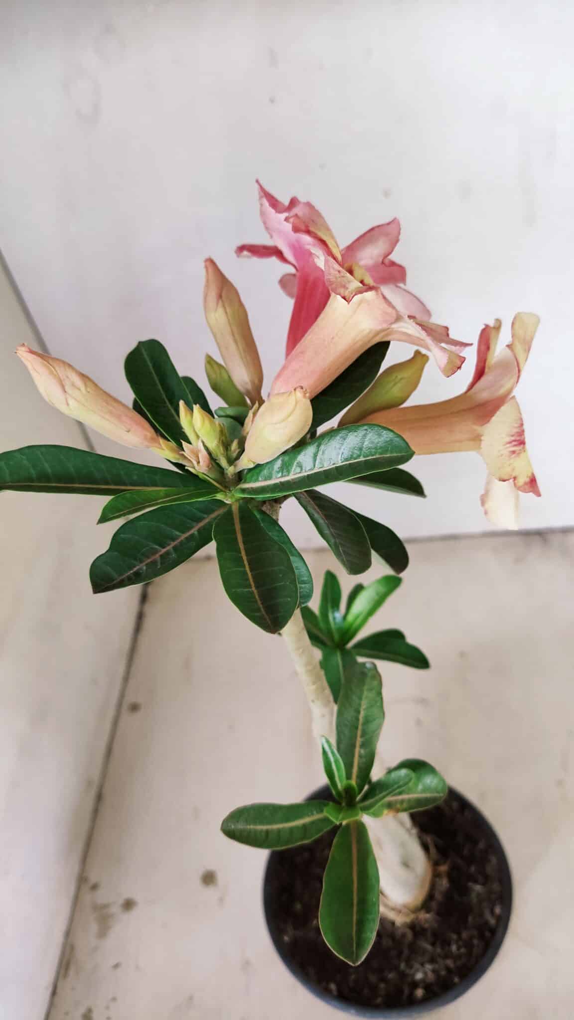 Planta Simples 3270 – 35cm – 03 anos - foto 7