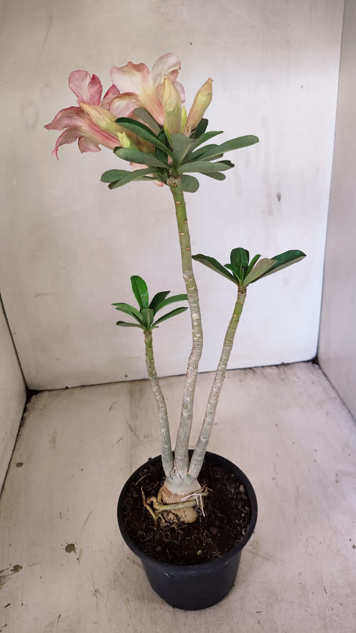 Planta Simples 3270 – 35cm – 03 anos - foto 6