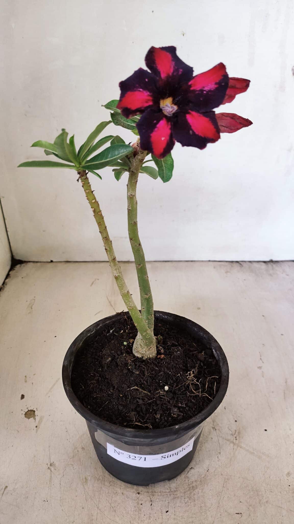 Planta Simples 3271 – 25cm – 01 ano - foto 2