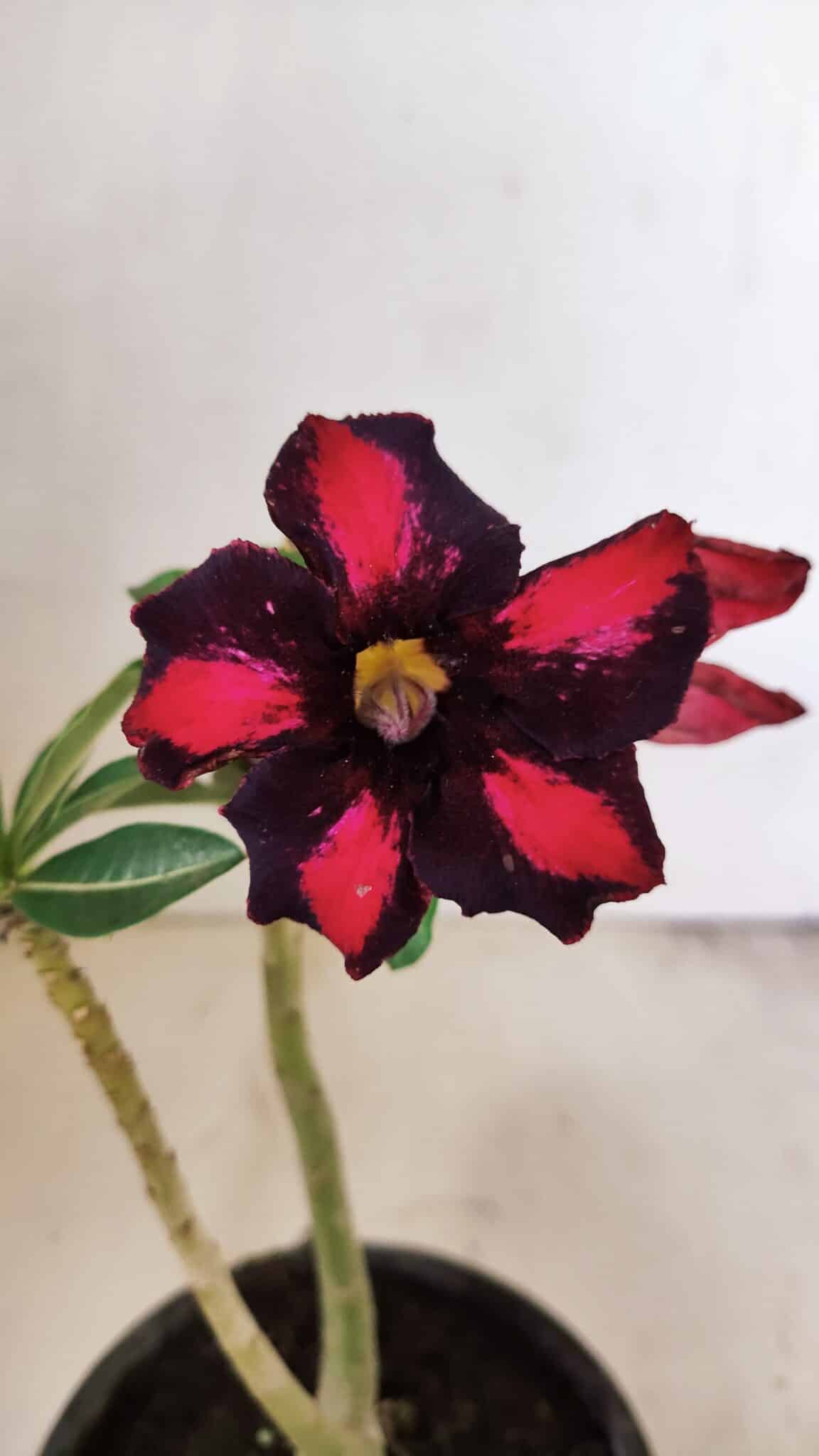 Planta Simples 3271 – 25cm – 01 ano - foto 3